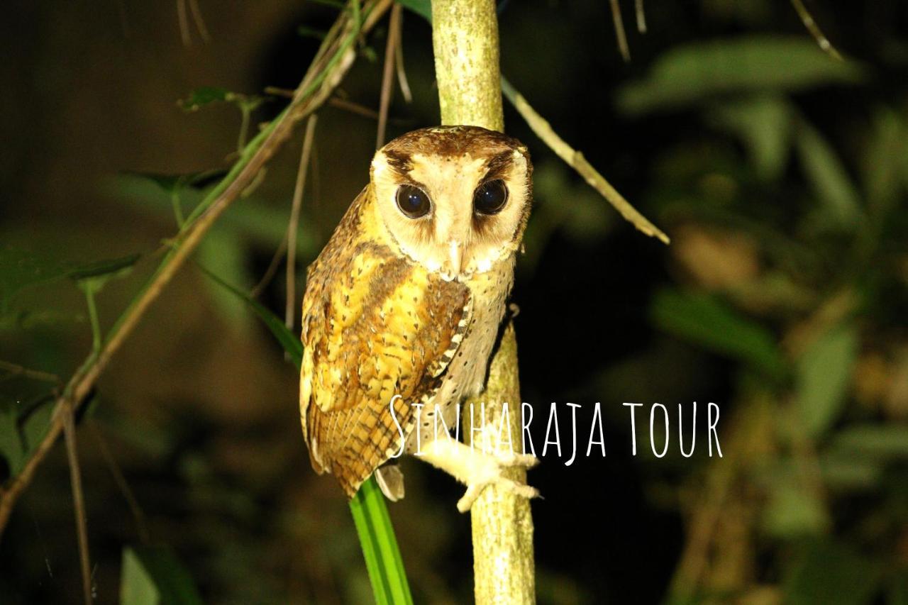 Sunil'S Homestay Sinharaja Kalawana ภายนอก รูปภาพ